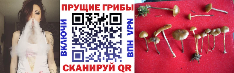 ОМГ ОМГ маркетплейс  где найти   Сухой Лог  Галлюциногенные грибы Cubensis 
